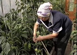 ����������� ���������� ��������� ����������� 20 �������� ������� �� ���������� ������� �� ������