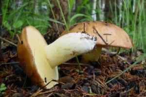 � ����������� ��� �������� ���������� �������