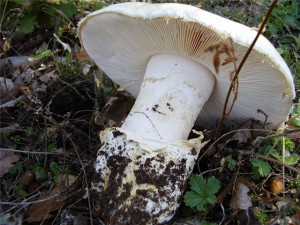 � ����������� ������������� ������ ���������� �������
