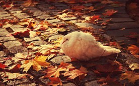 � ����������� ���� ����� ������ �� ����� � ���, ��� ������ ���������