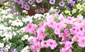 � ����������� ������� ������� ��� ���������