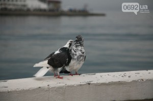 � ����������� ���������� - ������ ����������� ���������