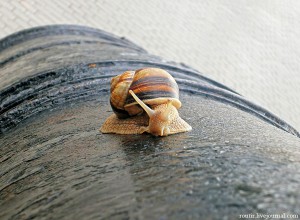 � ����������� �������� ��������� �����-���������� �� ������ ������ � ����� �������� �������