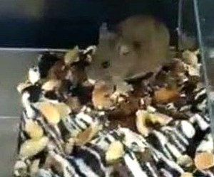 � ��������������� ������������ ���� ��� ���� �� ������ ���������� �����������