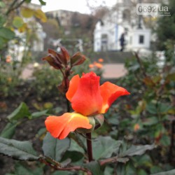 ��������: � ����������� � �������� ���� ������� ����