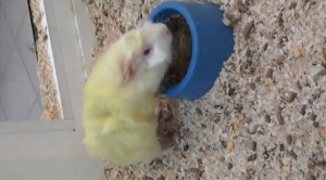 � ����������� ������� ���������� ������� ������