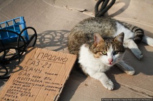 �� ��������������� ��������� ����� ������ ������������ ����, ���� � ����