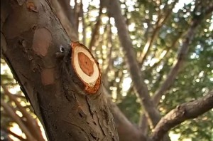 � ����������� ���������� ������� �������� ��������� �������