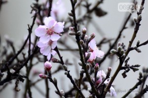 � ����������� ����� ������������ �������� ������� �������