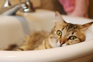 � ����������� � ��������� �� ���� ���� ������� ���� [������ ����]