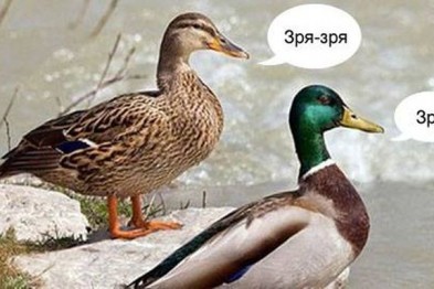 ��������������� ������ �� �������� ����������� ������������ �����