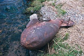 ��������������� ������ ����������� �������� ����������� ����� ������ ������� ������������� �����