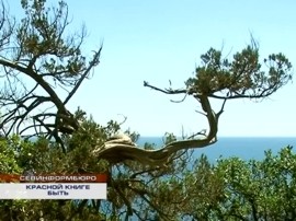 � ����������� ���� ������ �� �������� �������� ����� �������