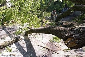 Дождь в Севастополе повалил 240 деревьев и пополнил Чернореченское водохранилище на 700 тысяч кубометров воды