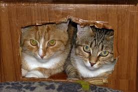 � ����������� ������: ��� �������������� ������� �� ������� 40 �����