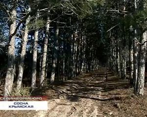 ����� �������� ����� ���� ��������� �� ������ ������������� �������� � �����������