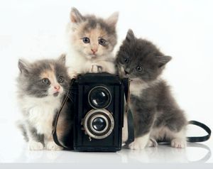 � ����������� ������������ ����������������� ����� � ������ �������� ��������