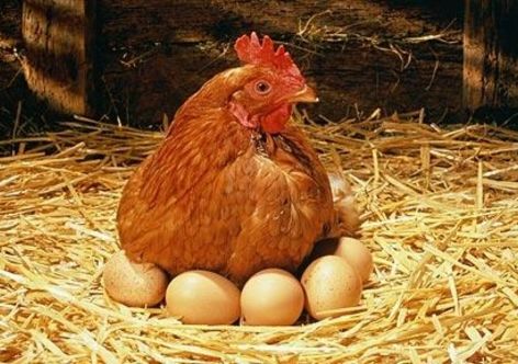 � ���� �������� ����� ����� "������" ��������