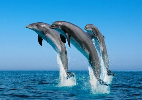 � ����������� ���������� ��� ������ ��������