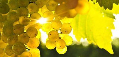 ��������������� ������� �������� ������ �������� �� �������� ��������������