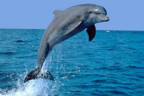 �� ����� � ����������� ������ ��������