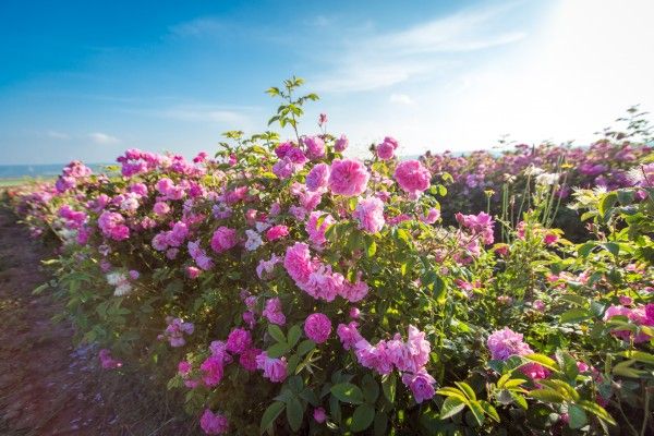 � ����� ������� ����� ��������� ���
