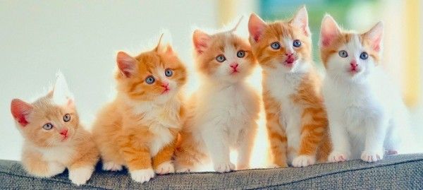 �������� ������� ����� �����: ����� ����� ����� �������� � �������� ����� �����