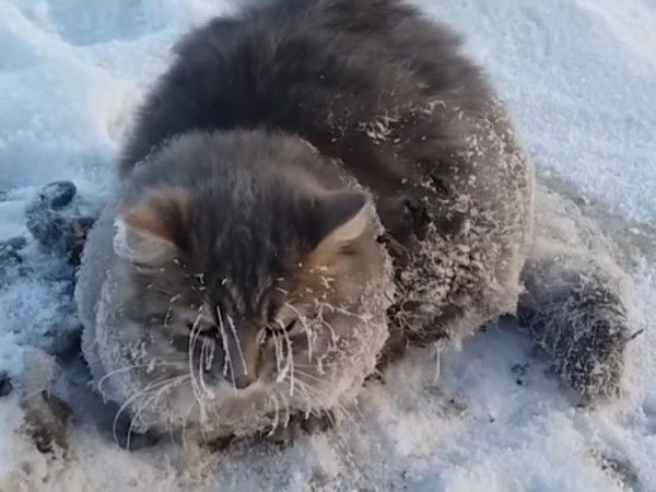 ����� ������ ����� �� �������� �����