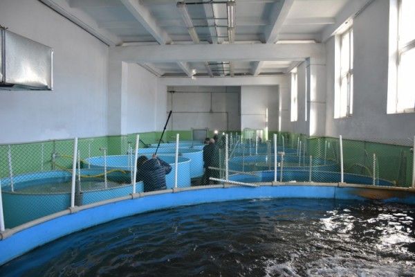 Севастополь наращивает объемы производства аквакульуры