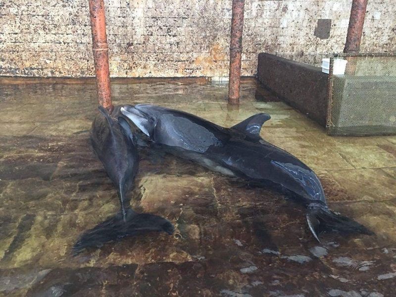 � ����� �������� ������� ������ ������������ �����������