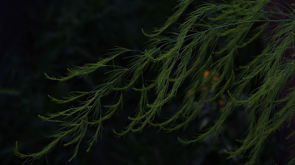 ��� ��������� �������� ���� ���������, �������� �����������