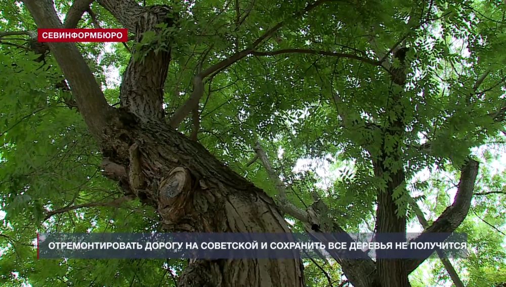 Отремонтировать дорогу на Советской и сохранить все деревья не получится – Независимое телевидение Севастополя