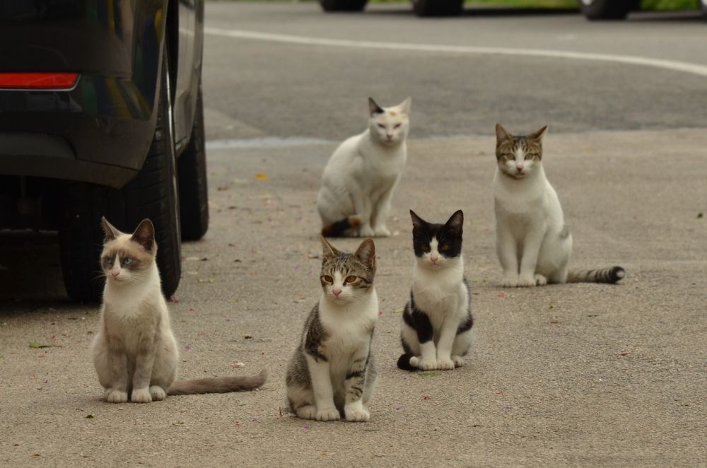 � ������ ��������� ���������� ��������� ��������