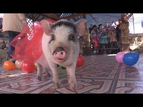������ � �������� ����������� �������� ����������� �������� ����������� (�����)