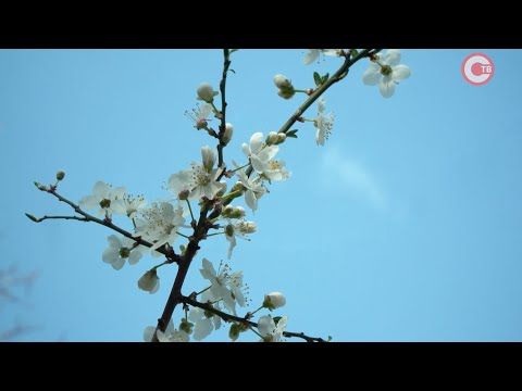 ��������� ������� ������� ����� ������� � ����������� (�����)