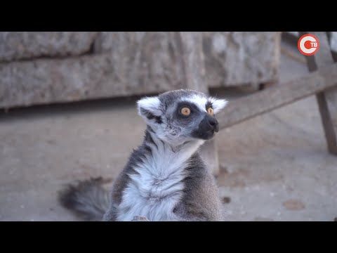 �������� � ��������������� ��������� ������� ��� ����� (�����)