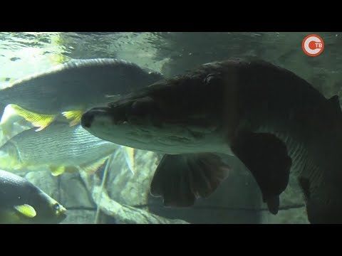 ��� ����� ��������� ���������������� ��������� �� ������������ (�����)