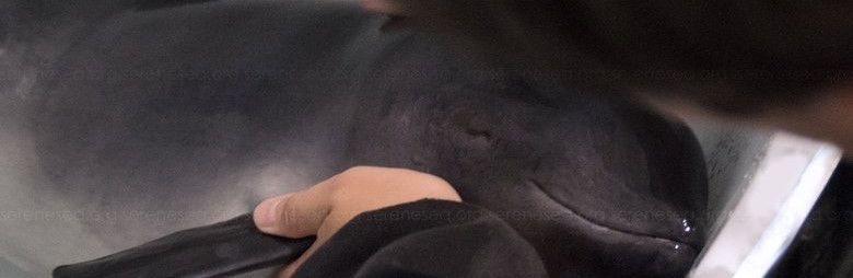 ����� 130 ��������� ����������� �� ����� � �����