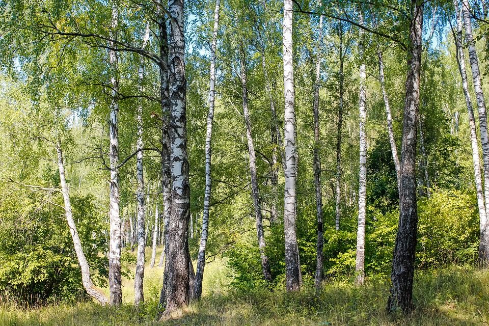 11 ���: ���� �����