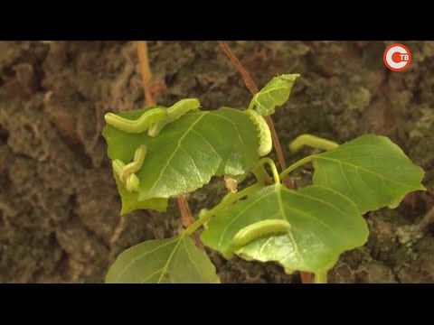 ������ ������� �������� ������� �� ������ ����������� (�����)