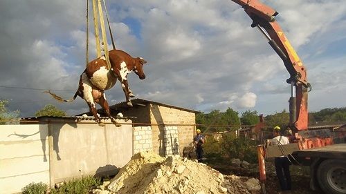 � ����� ������ ������� � ��� ������