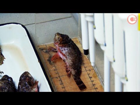 � ��������� �������� ����� ����� ������� ������ �������� ���� (�����)