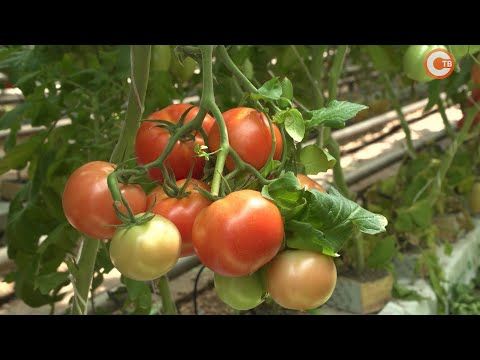 � ��������������� �������� �������� ������ ������ ��������� (�����)