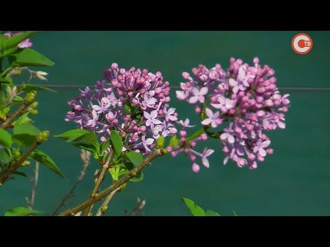 � �������� ����� � ����������� ������������ ������ (�����)