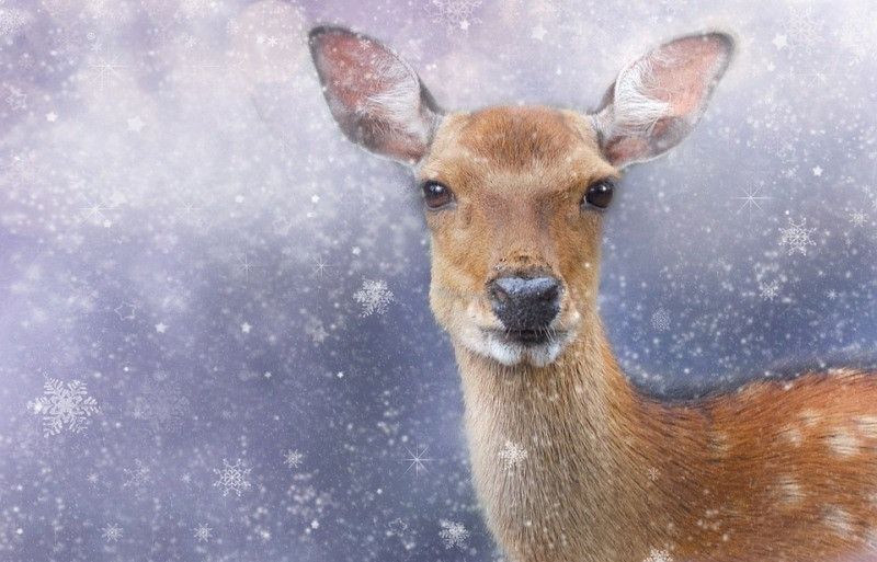 � �������� ���� ������ �������� ������ ��� ��������