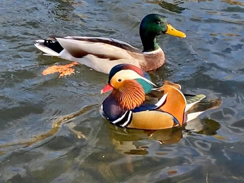 ���� ���������� ������������ �����
