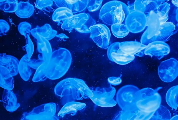 � ������ ������ �������� ����� �������