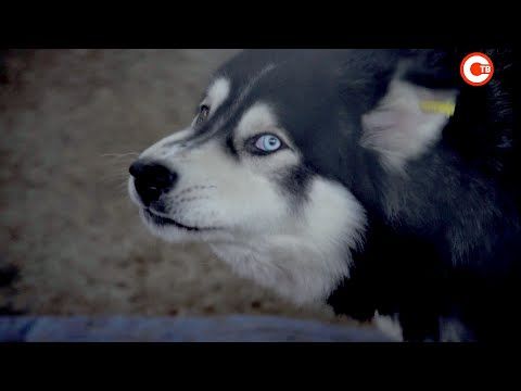 � �������� �� ���������������� ������ �������� �������� (�����)