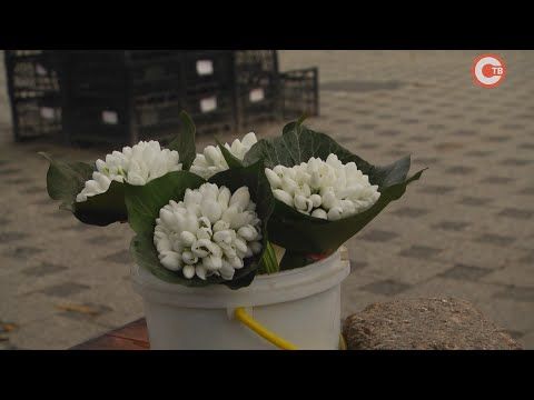 �������� �������������� ������������� ��������� �� ������ ����������� (�����)
