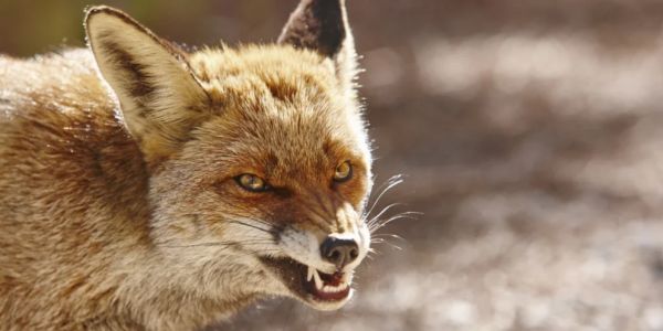 � ��������� ���������� �������� �� ���������